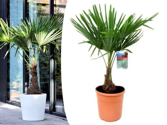 Winterharde Chinese waaierpalm (65 - 80 cm)