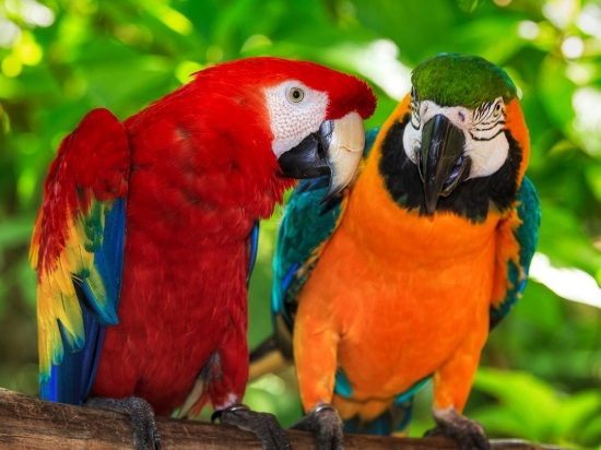 Zoo Veldhoven entreeticket (vlakbij Eindhoven)