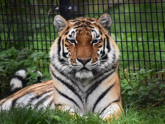 Tijgerworkshop + koffie/thee en gebak + toegang tot Dierenpark Hoenderdeall in Anna Paulowna